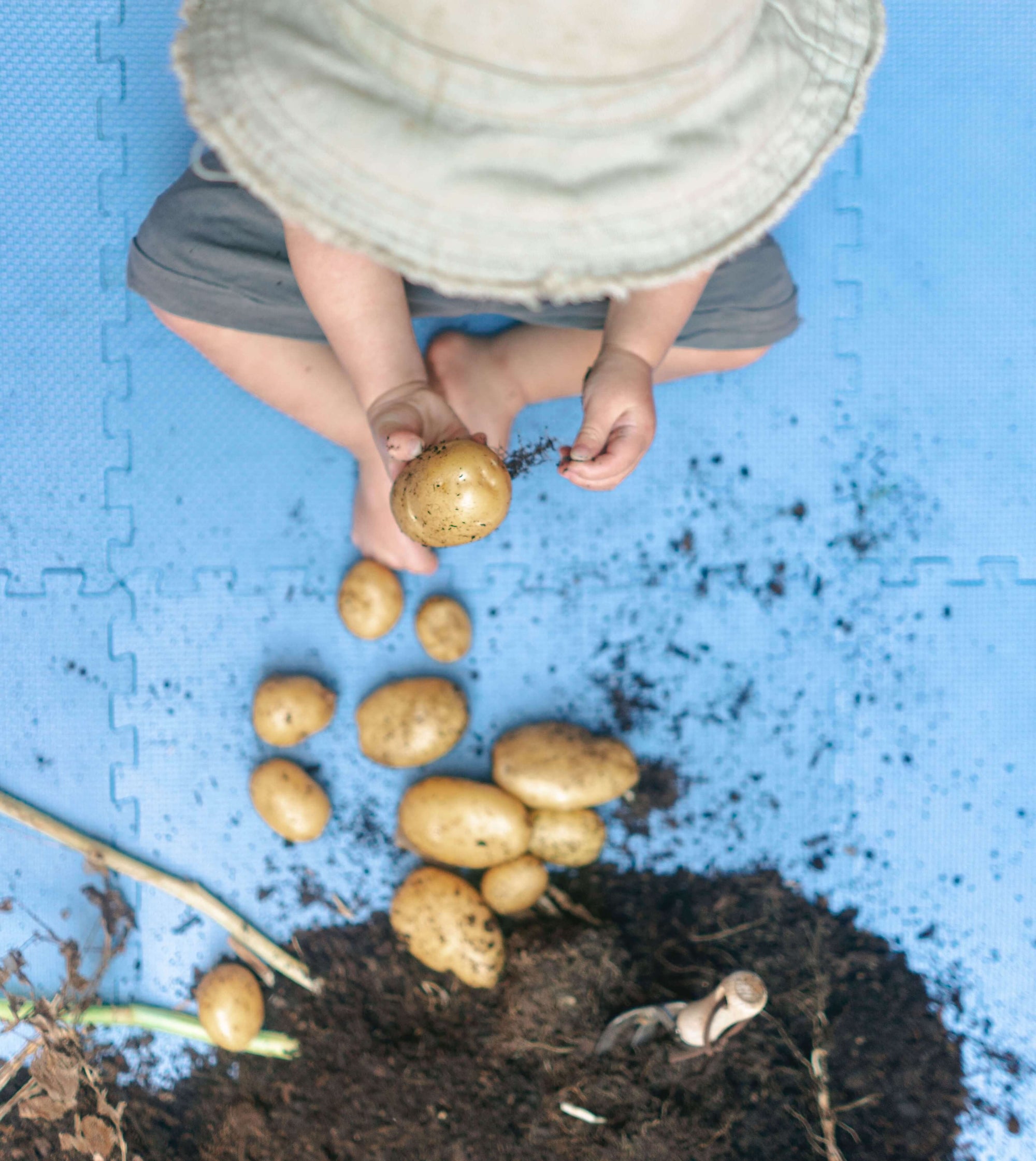 Grow Guide: Growing Potatoes in an Urban Space